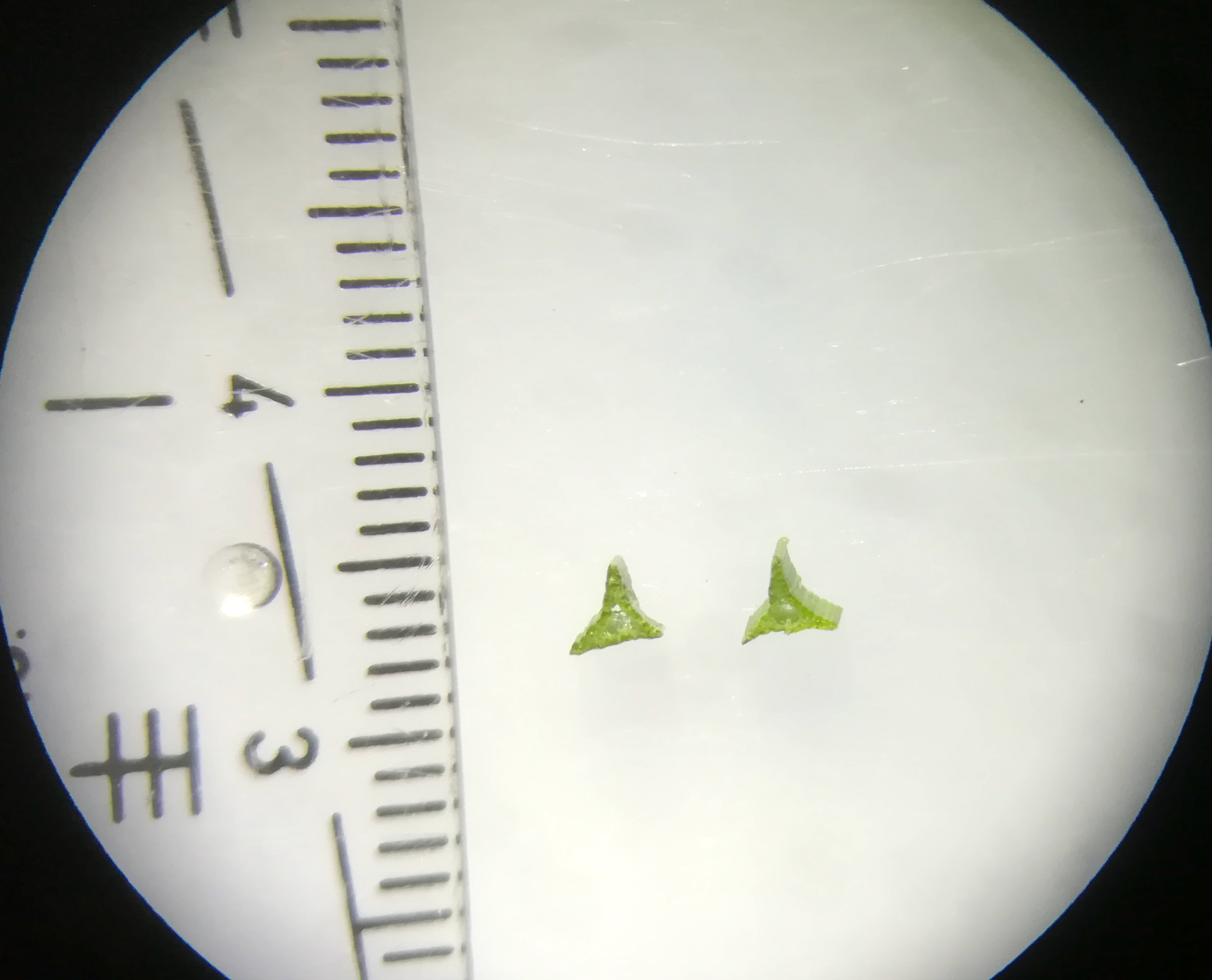 catrex vulpina agg. mitterndorf fischa_20190531_130207.jpg