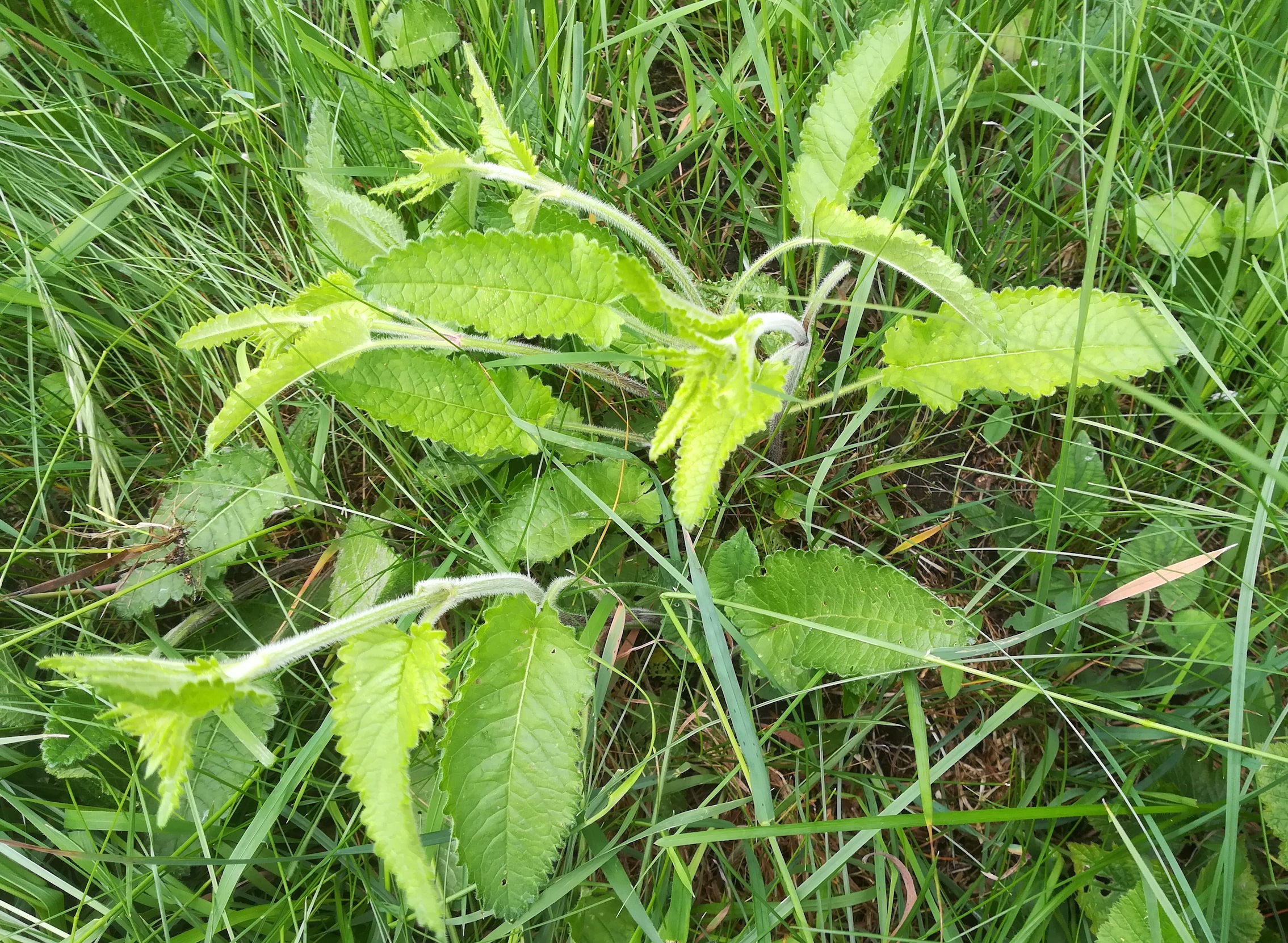 cf. betonica officinalis mitterndorf fischa_20190531_103052.jpg