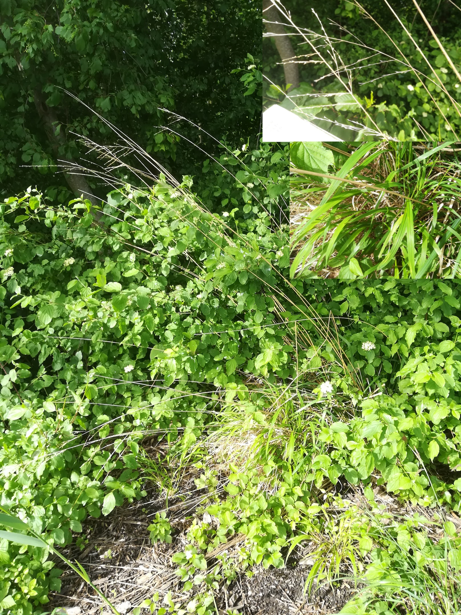 cf. molinia arundinacea mitterndorf fischa_20190531_085146.jpg