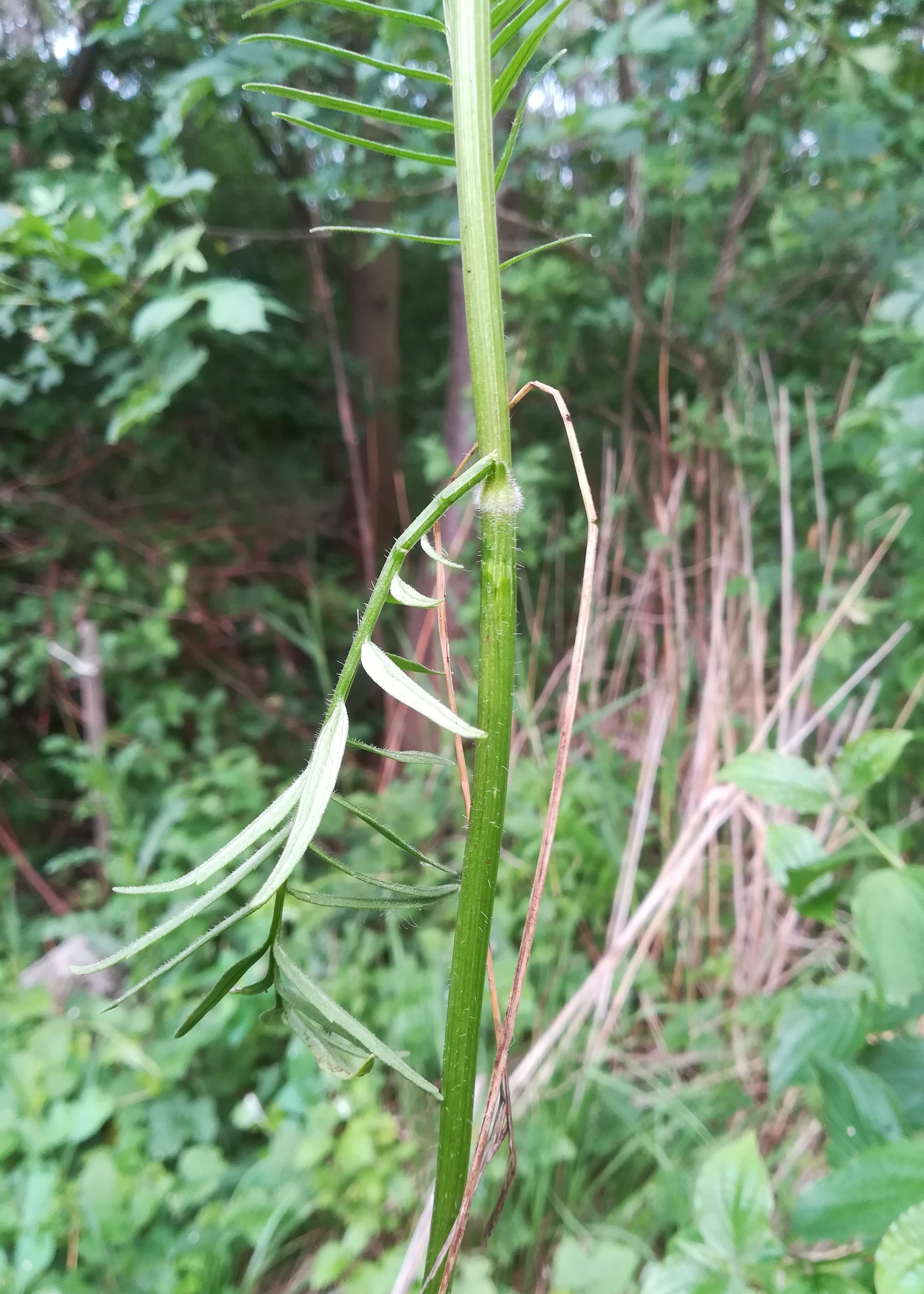valeriana officinalis subsp. tenuifolium reisenberg fischa_20190531_070315.jpg