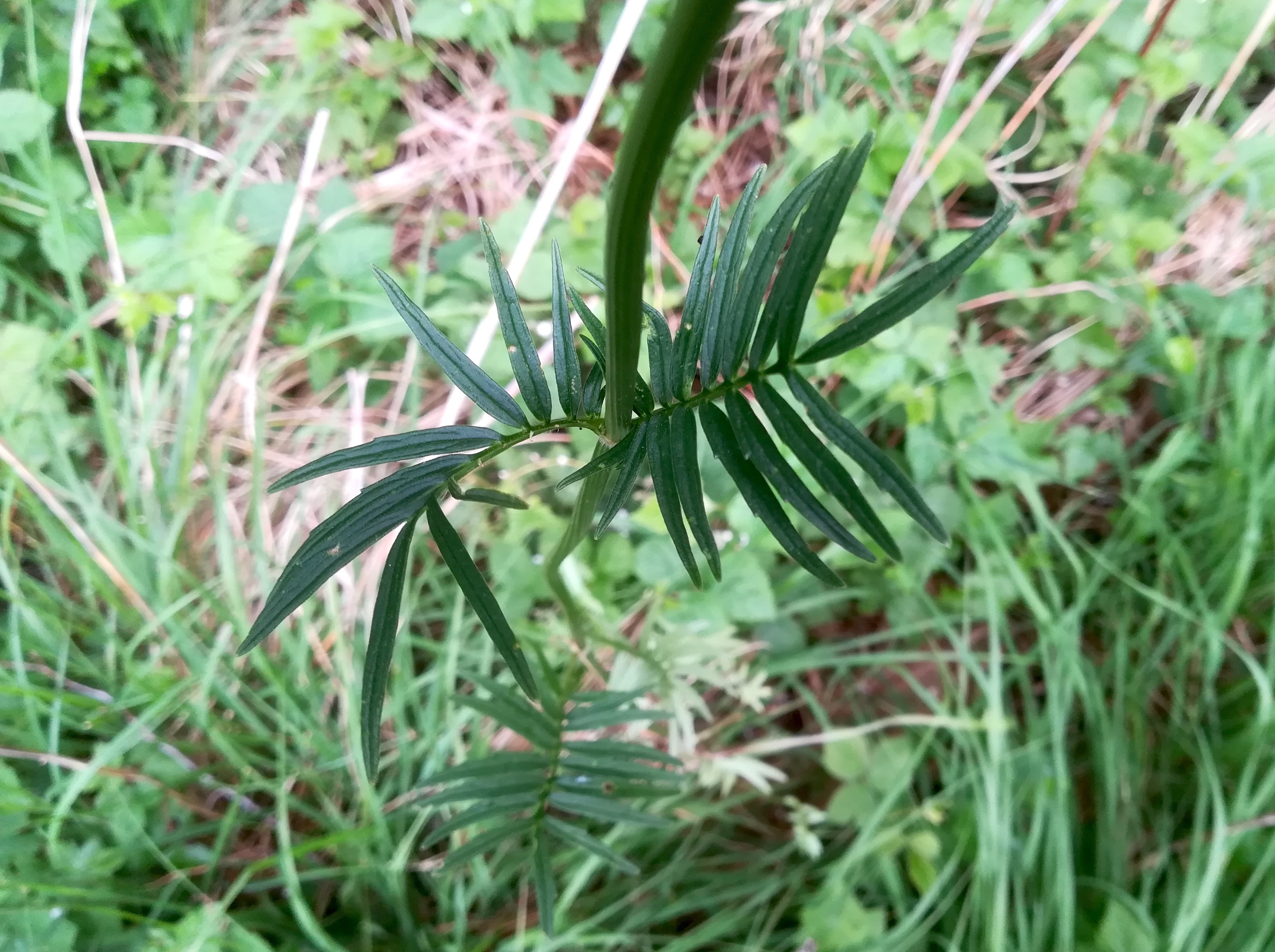 valeriana officinalis subsp. tenuifolium reisenberg fischa_20190531_070346.jpg