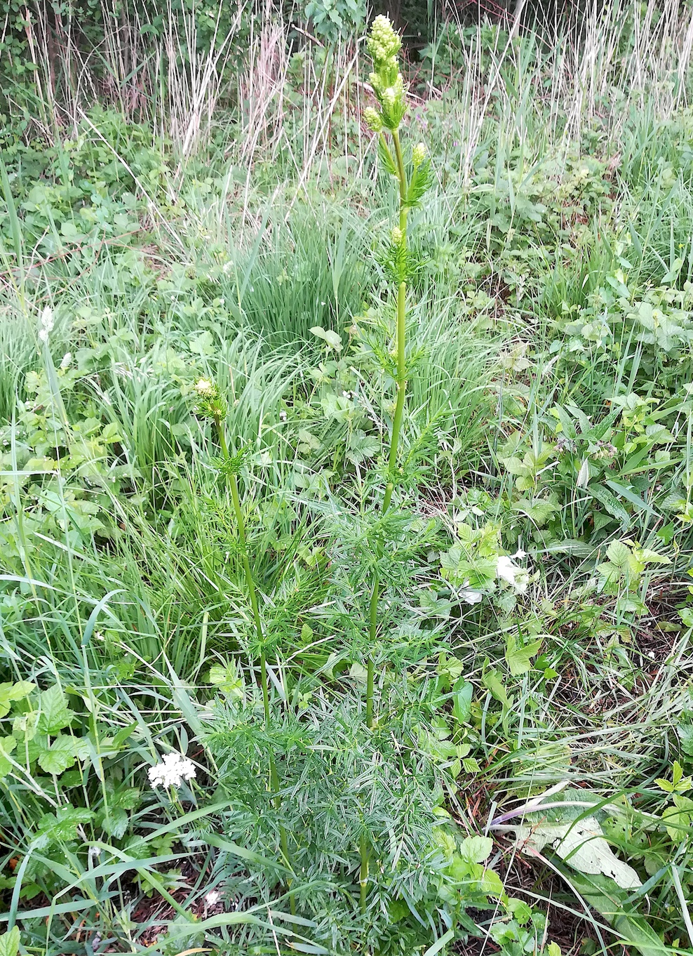 Valeriana officinalis subsp. tenuifolia.jpeg