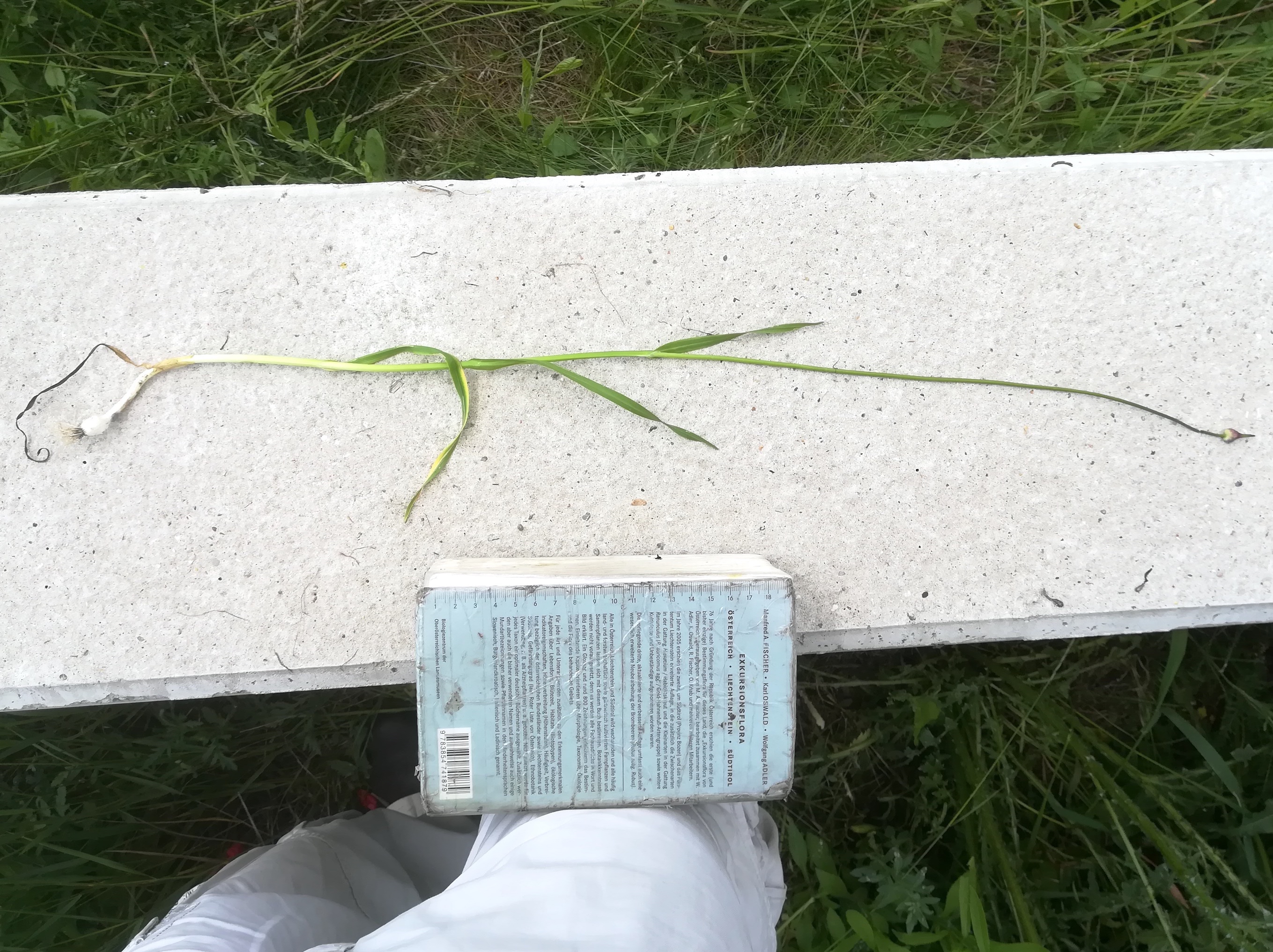 allium sp. albern hochwasserdamm bei eisenbahn_20190601_140730.jpg