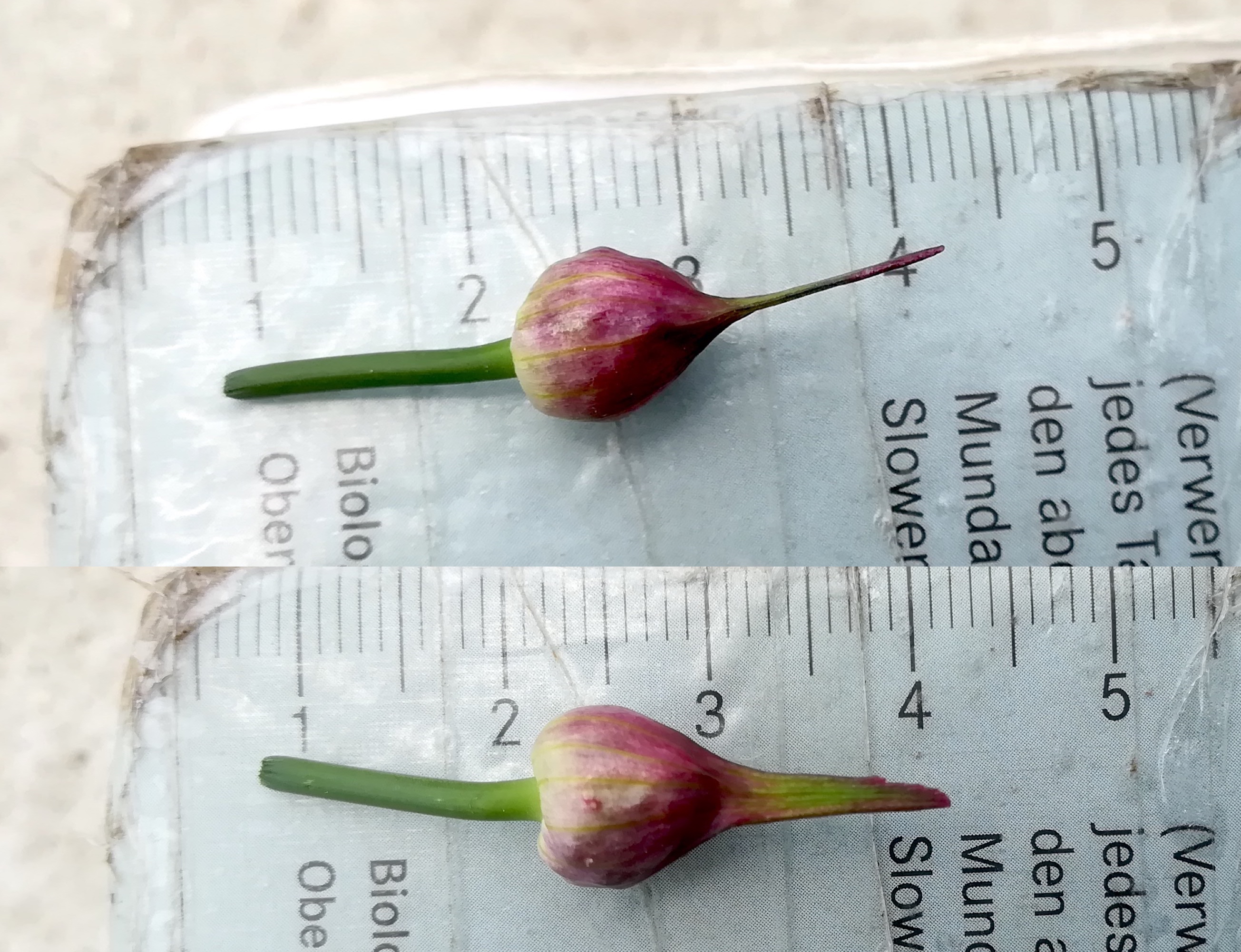 allium sp. albern hochwasserdamm bei eisenbahn_20190601_140906.jpg