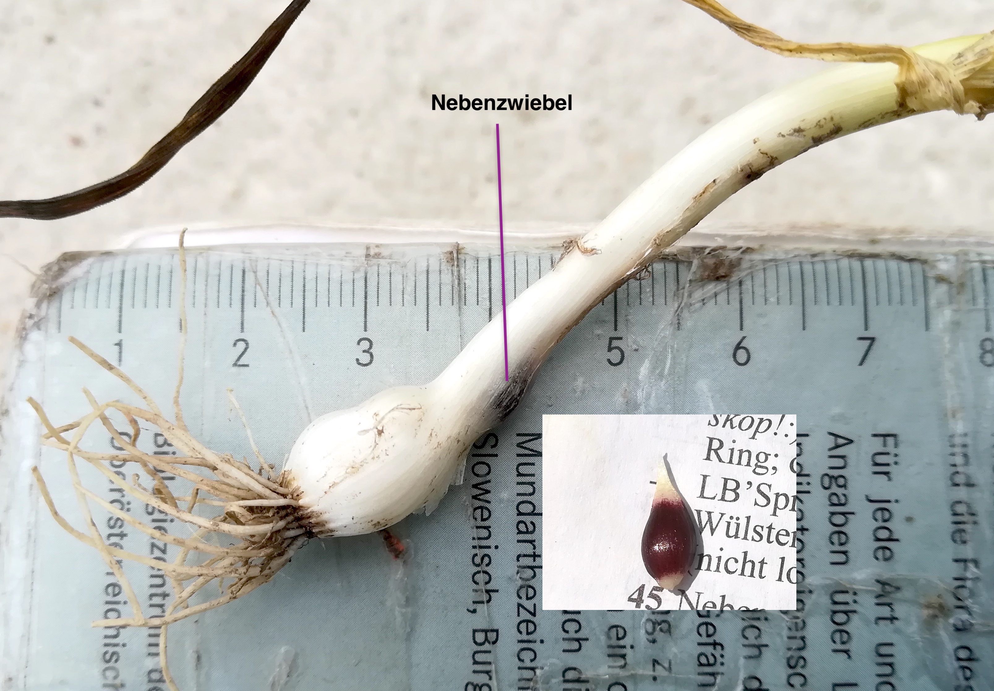 allium sp. albern hochwasserdamm bei eisenbahn_20190601_140815.jpg