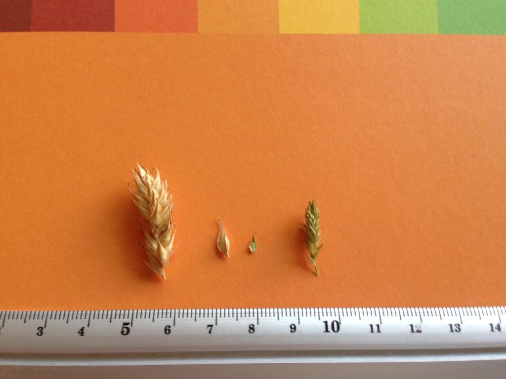 Carex hordeistichos secalina.JPG