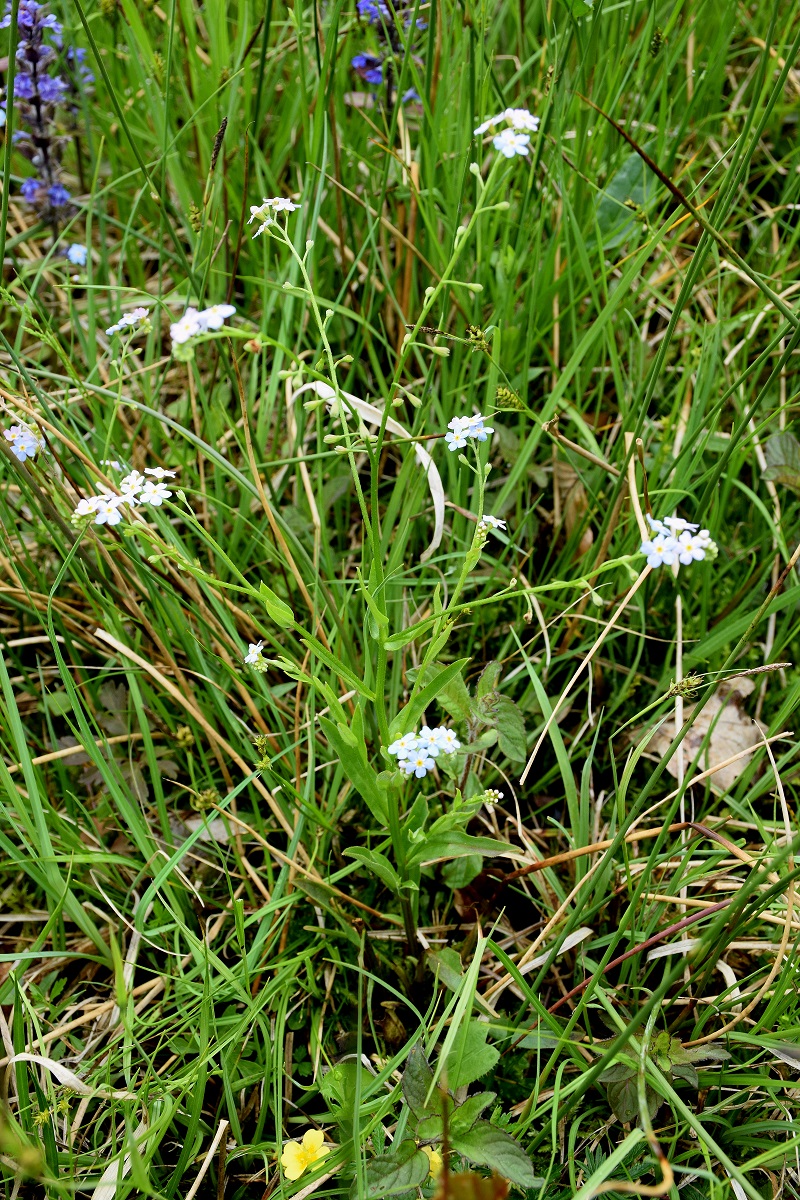 Klausen-Leopold - G2-31052019-(22) - Myosites.JPG