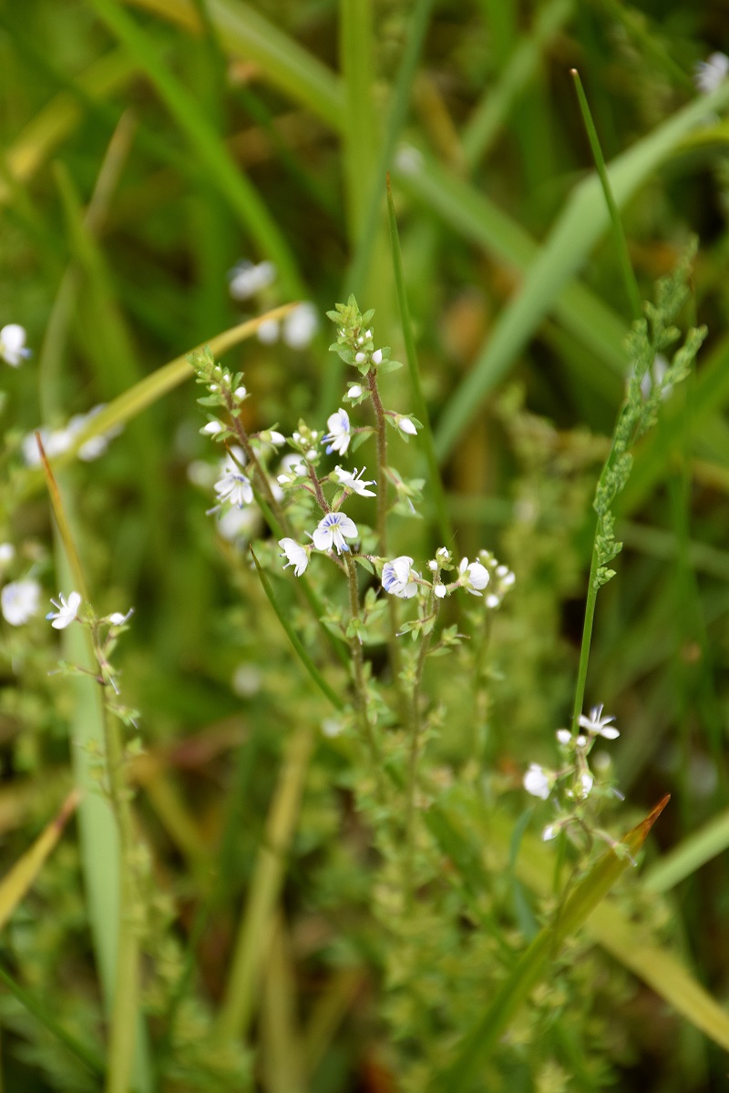 Klausen-Leopold-G3 - 31052019-(26) - Veronica.JPG