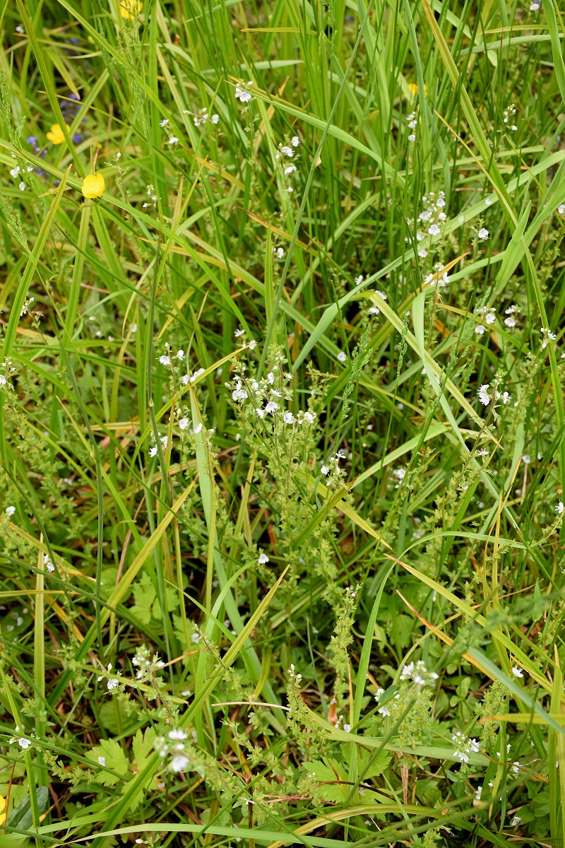 Klausen-Leopold-G3 - 31052019-(27) - Veronica.JPG