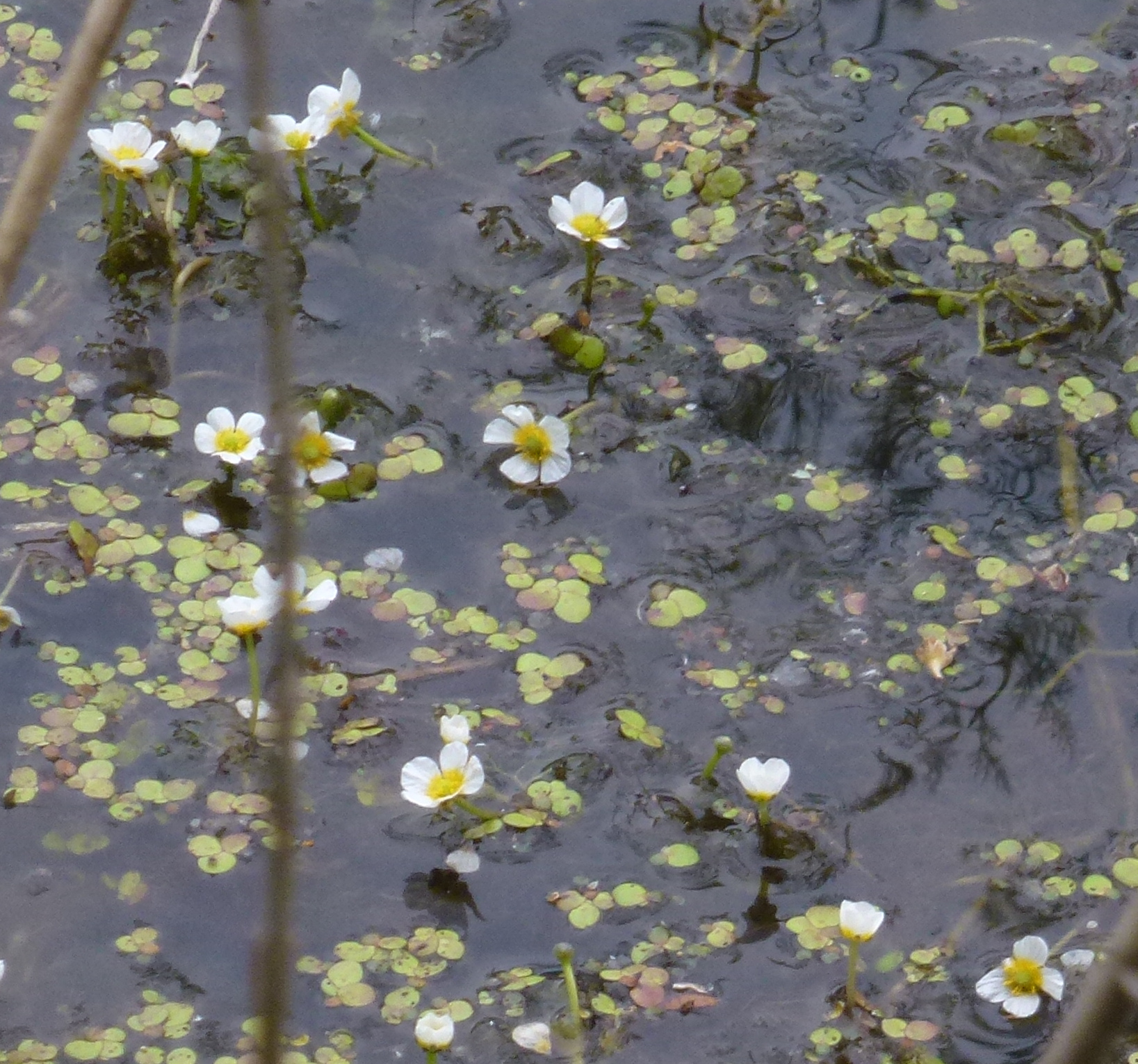 1P1400950 die erste wasserpflanze.jpg