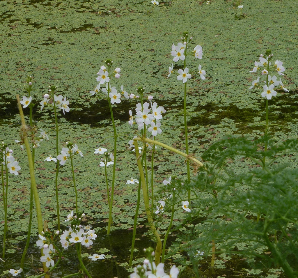 2P1400963 die zweite.JPG