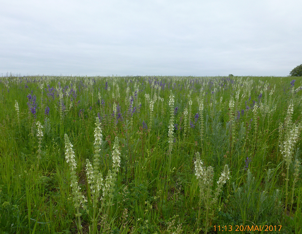 01P1400529 Salbei w-Salvia austriaca-selten+blauer.jpg