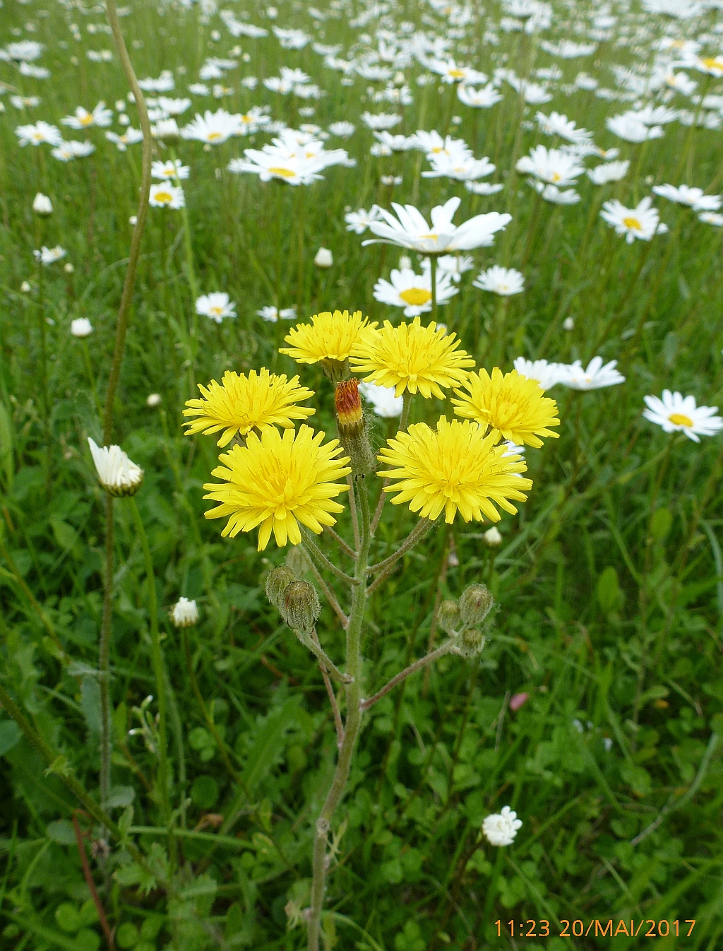 03P1400542-48 Löwenzahn-Pippau.JPG