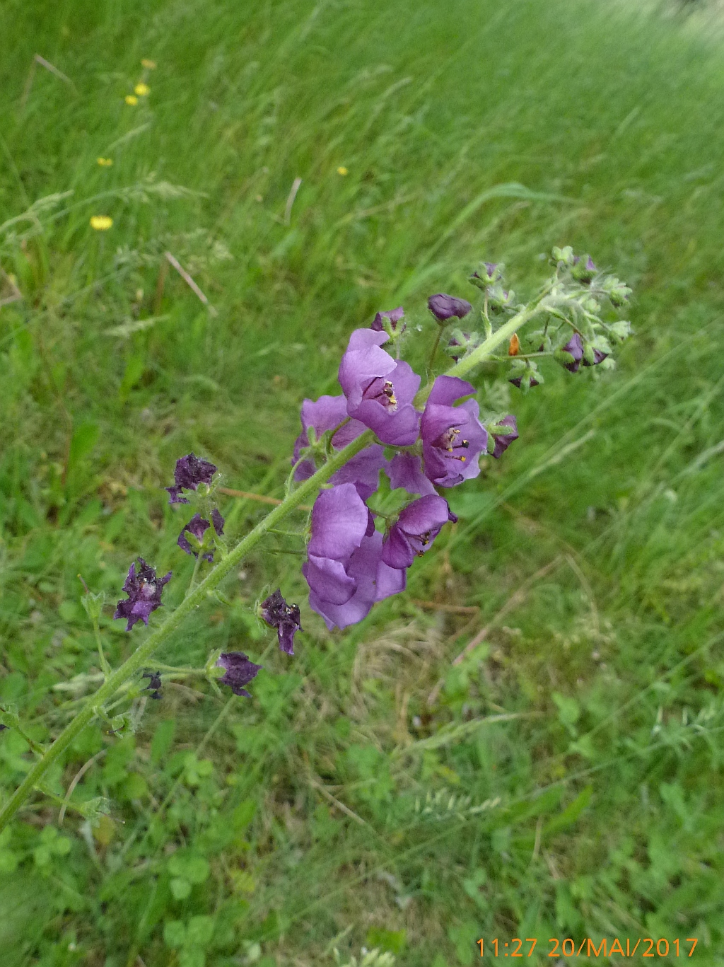 05P1400552 Verbascum phoeniceum.JPG
