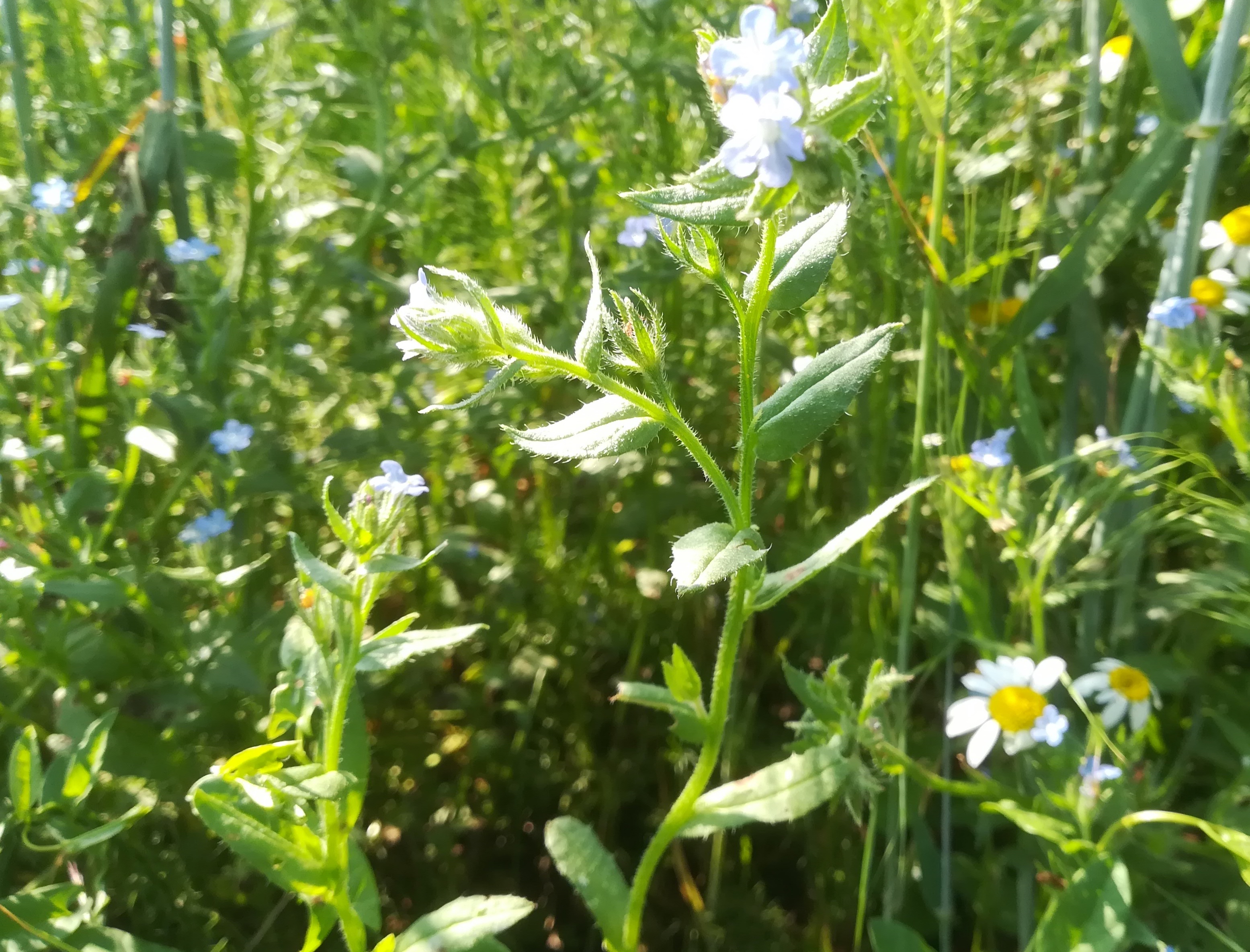 anchusa arvensis äcker N bhf gramatneusiedl_20190607_085553.jpg