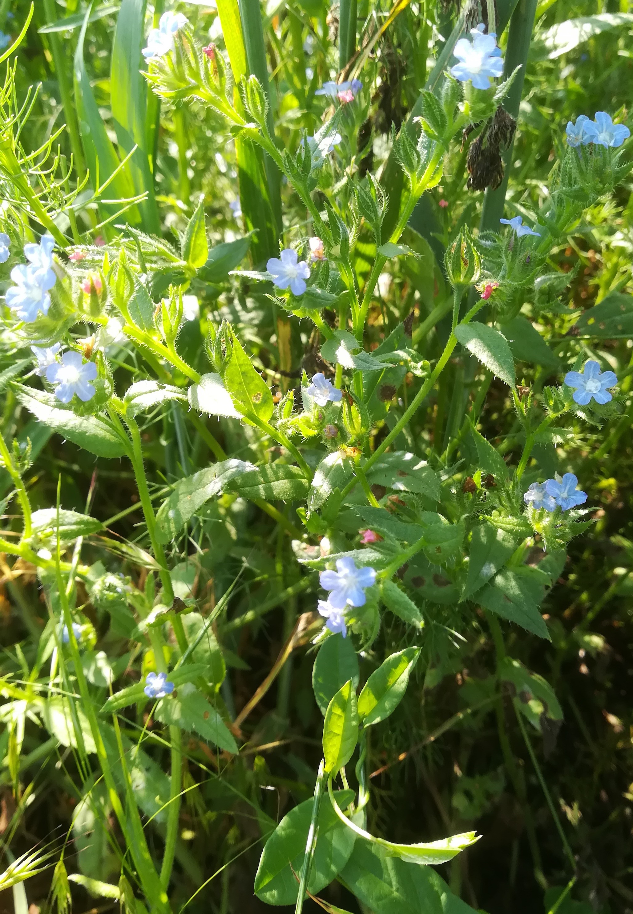 anchusa arvensis äcker N bhf gramatneusiedl_20190607_085608.jpg