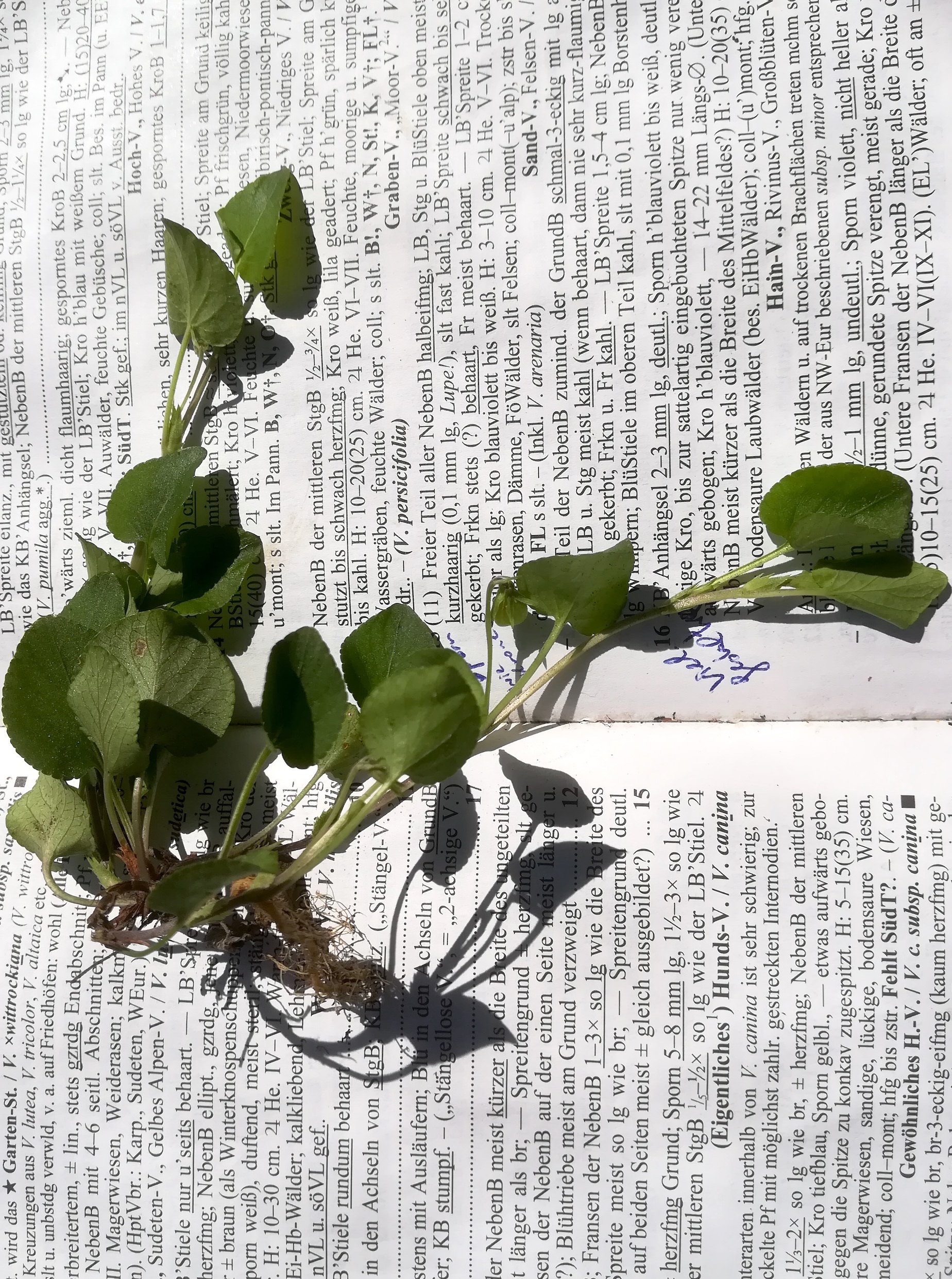 viola rupestris mödling goldene stiege_20190609_150942.jpg