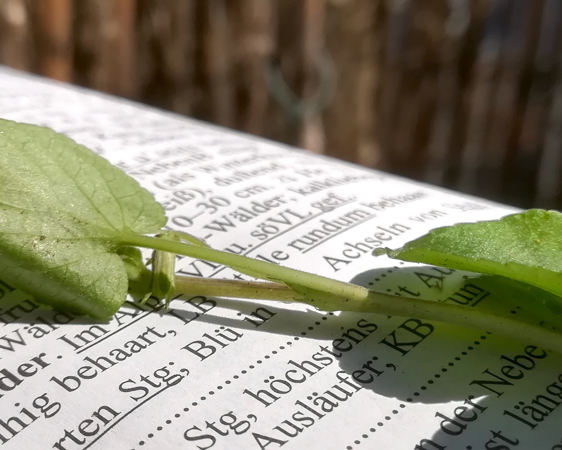 viola rupestris mödling goldene stiege_20190609_151119.jpg