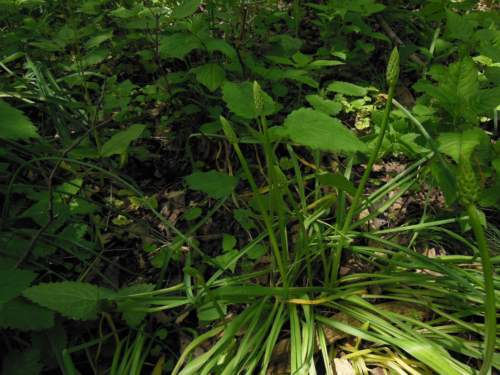 2017-05-16 DSCN1391 SChöllingwald Sauerbrunn...jpg