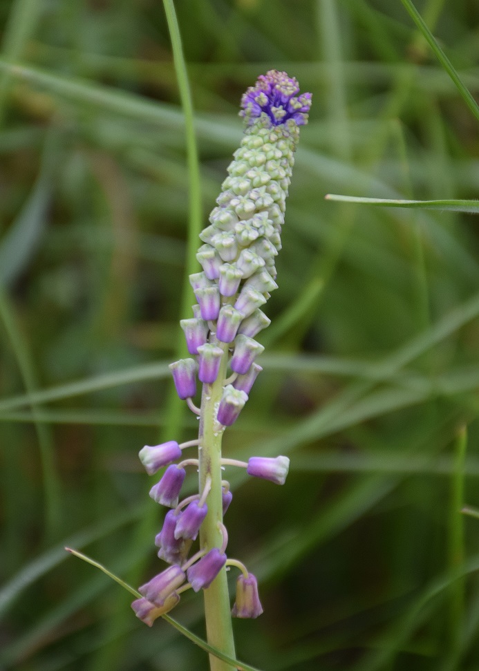 Bft-Stierwiese-10062019-(10) - Muscari comosum -  Schopf-Traubenhyazinthe.JPG