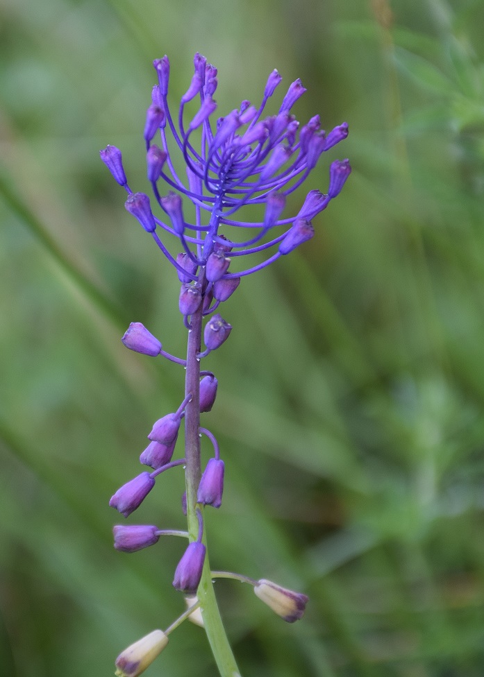 Bft-Stierwiese-10062019-(16) - Muscari comosum -  Schopf-Traubenhyazinthe.JPG