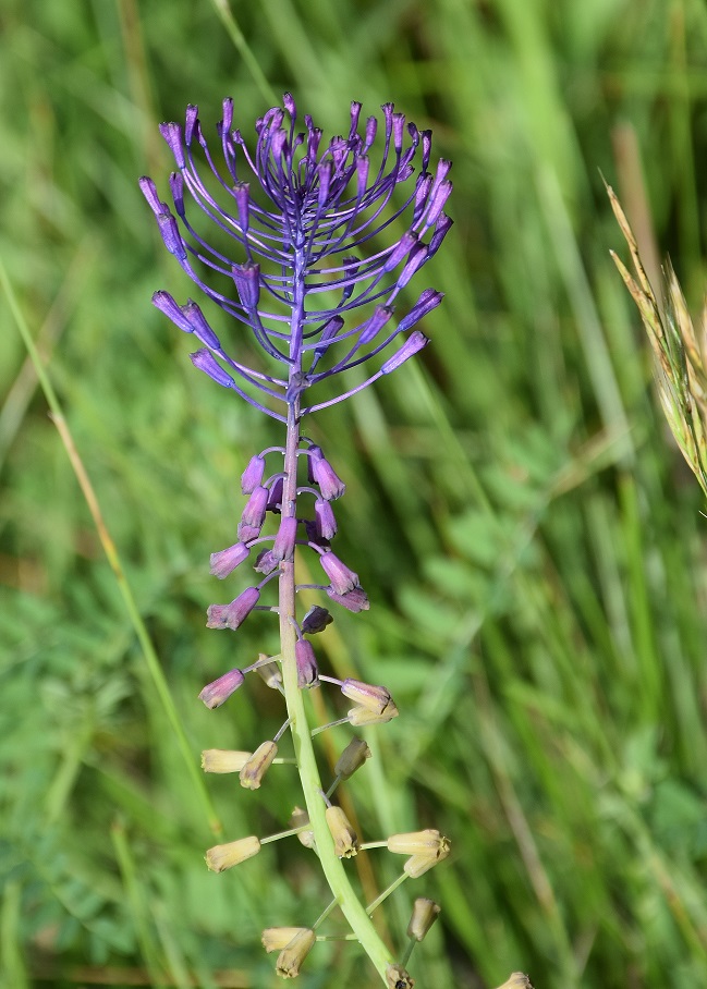 Bft-Stierwiese-10062019-(24) - Muscari comosum -  Schopf-Traubenhyazinthe.JPG