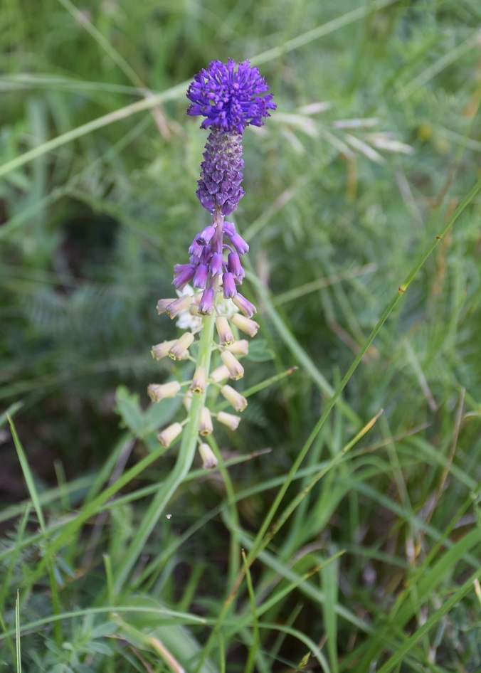 Bft-Stierwiese-10062019-(31) - Muscari comosum -  Schopf-Traubenhyazinthe.JPG