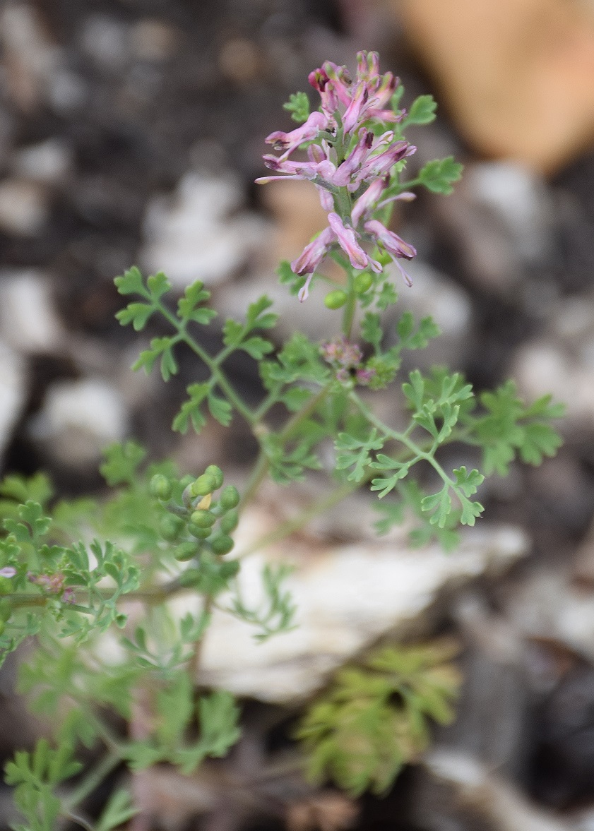 W23-Eichkogel-07062019-(29) - Fumaria unbestimmt.JPG