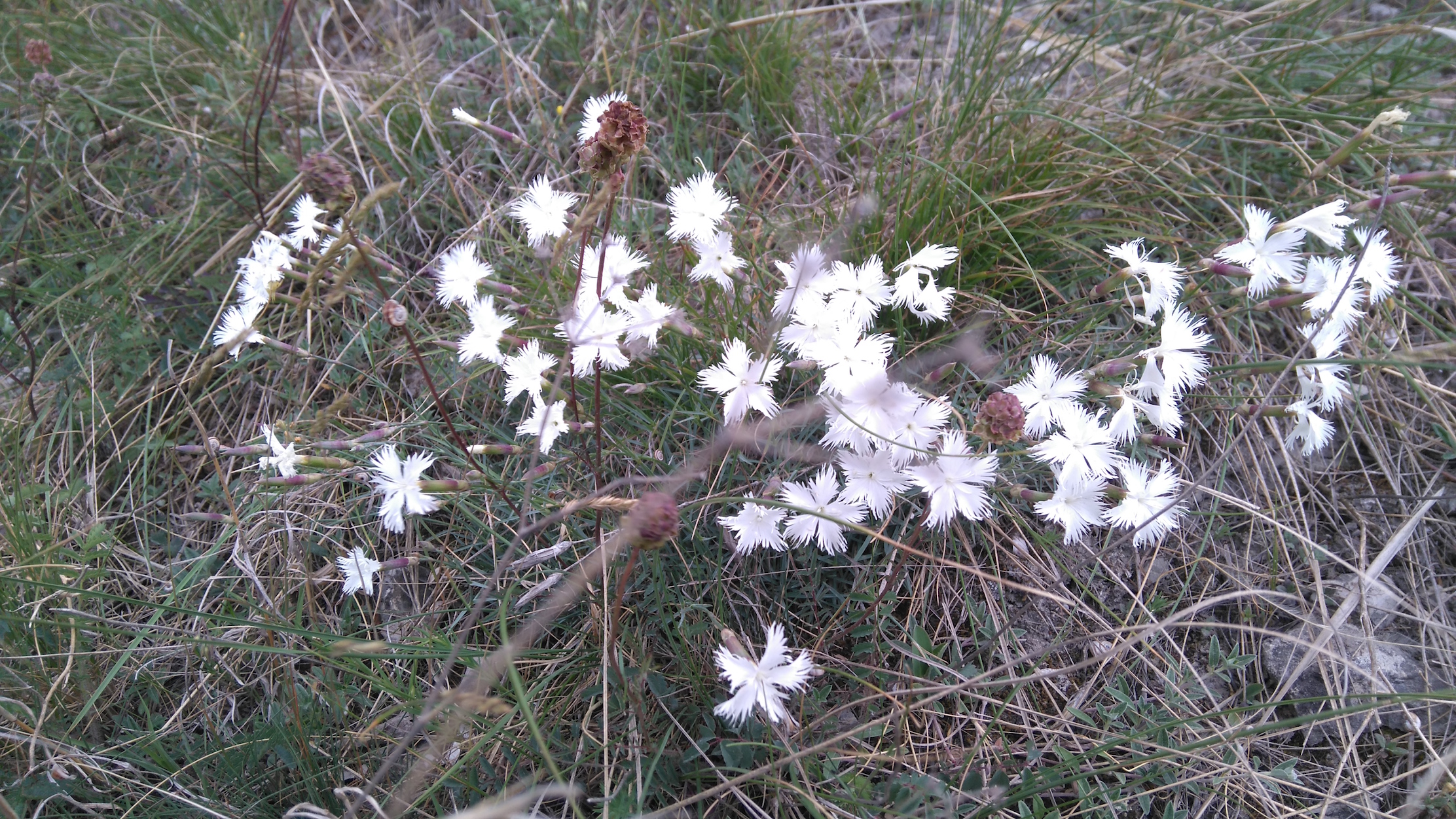 dianthus lumnitzeri_8240.JPG