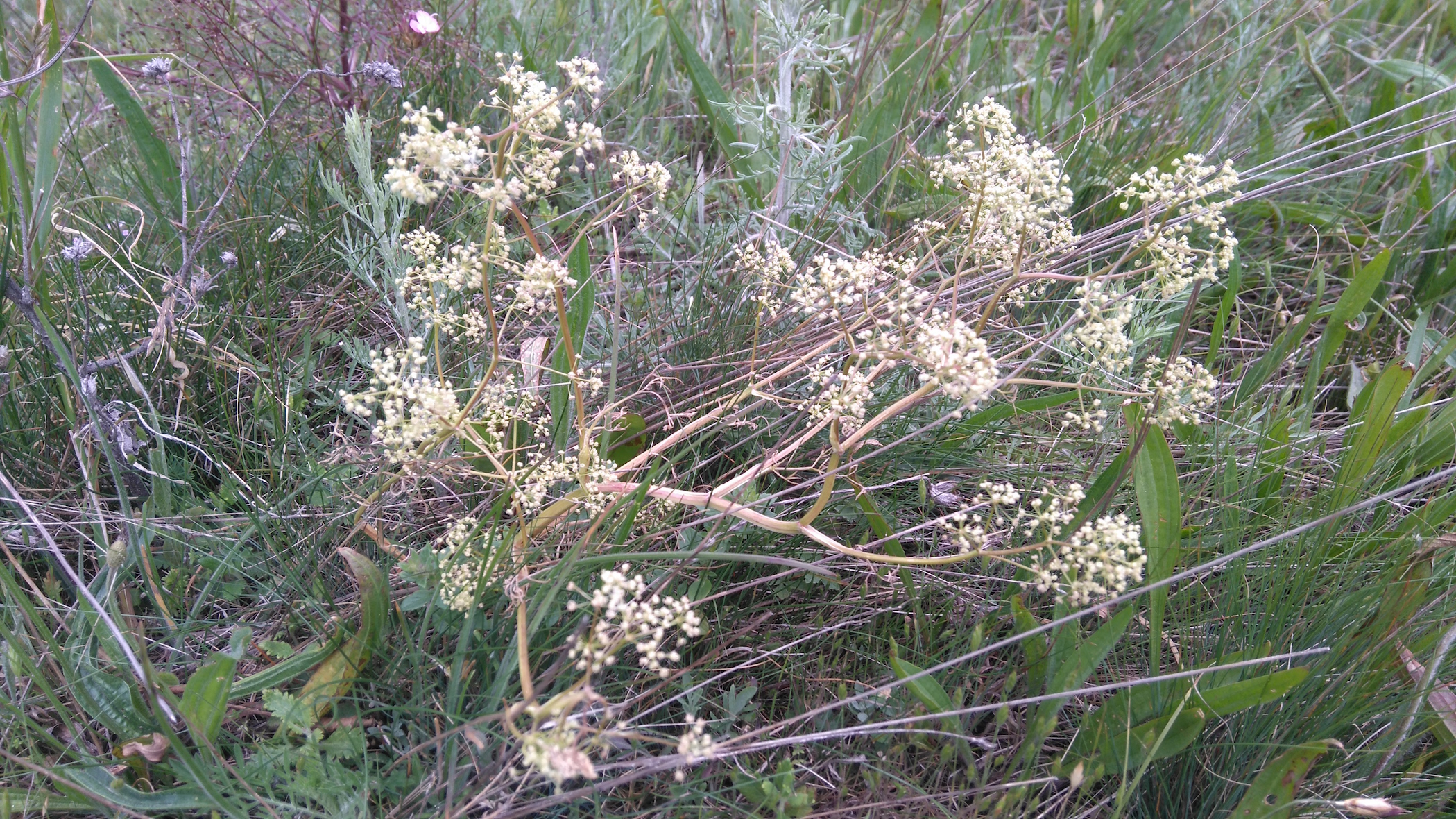 trinia glauca_8271.JPG