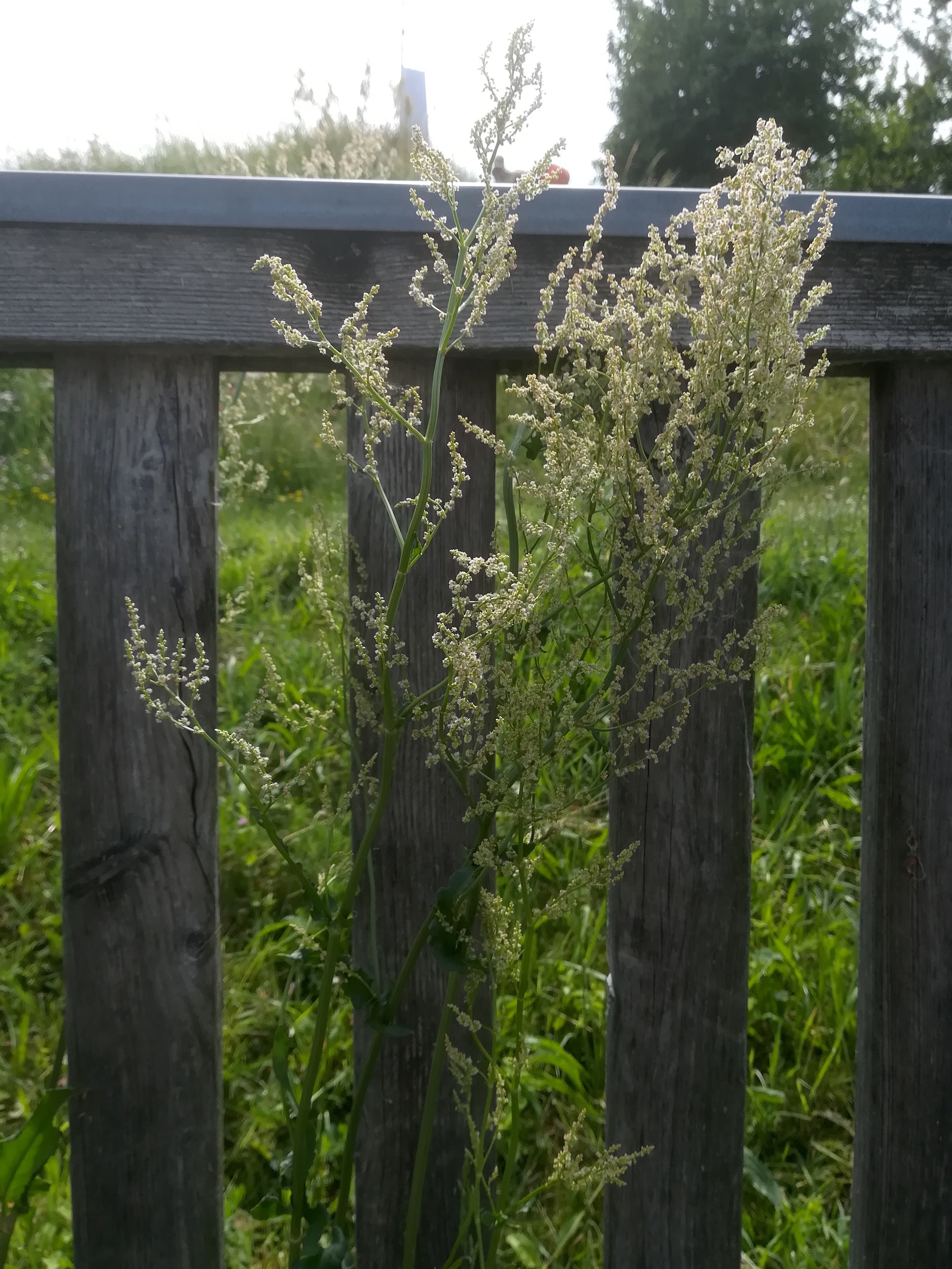 rumex thyrsiflorus donauinsel wasserspielplatz_20190616_150602.jpg