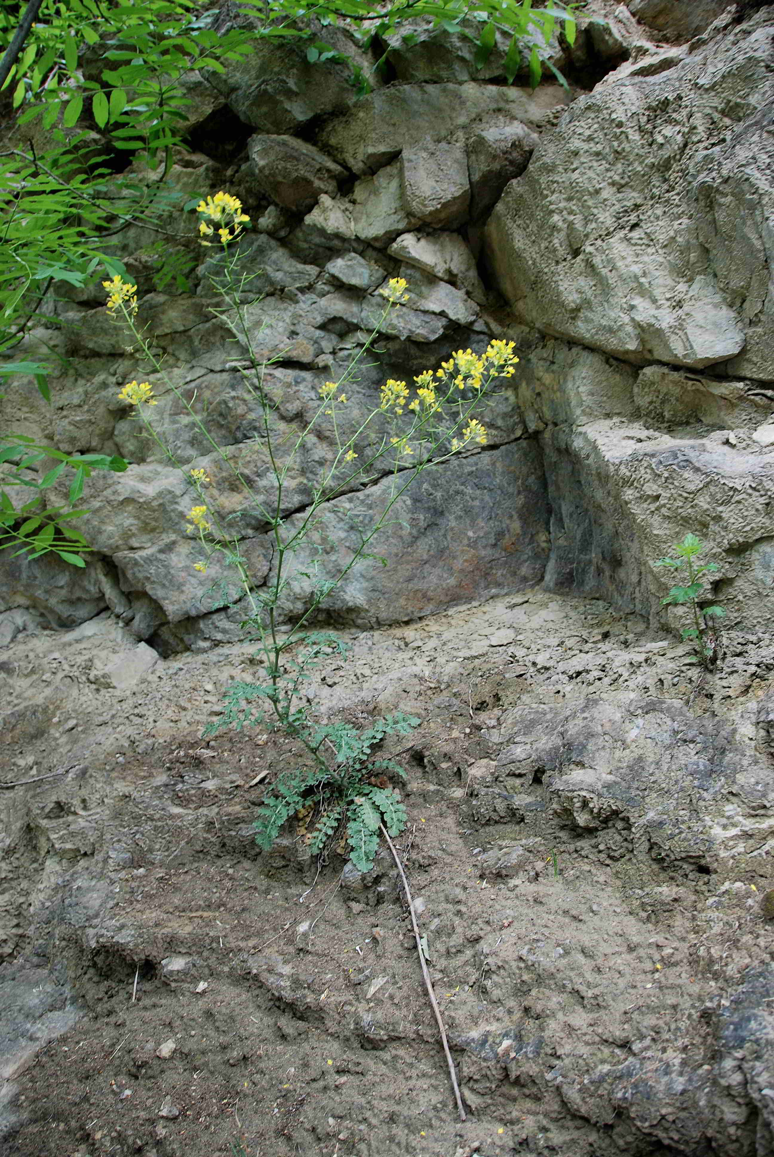 Kaltenleutgeben Flösslstbr-25052017-(1).JPG