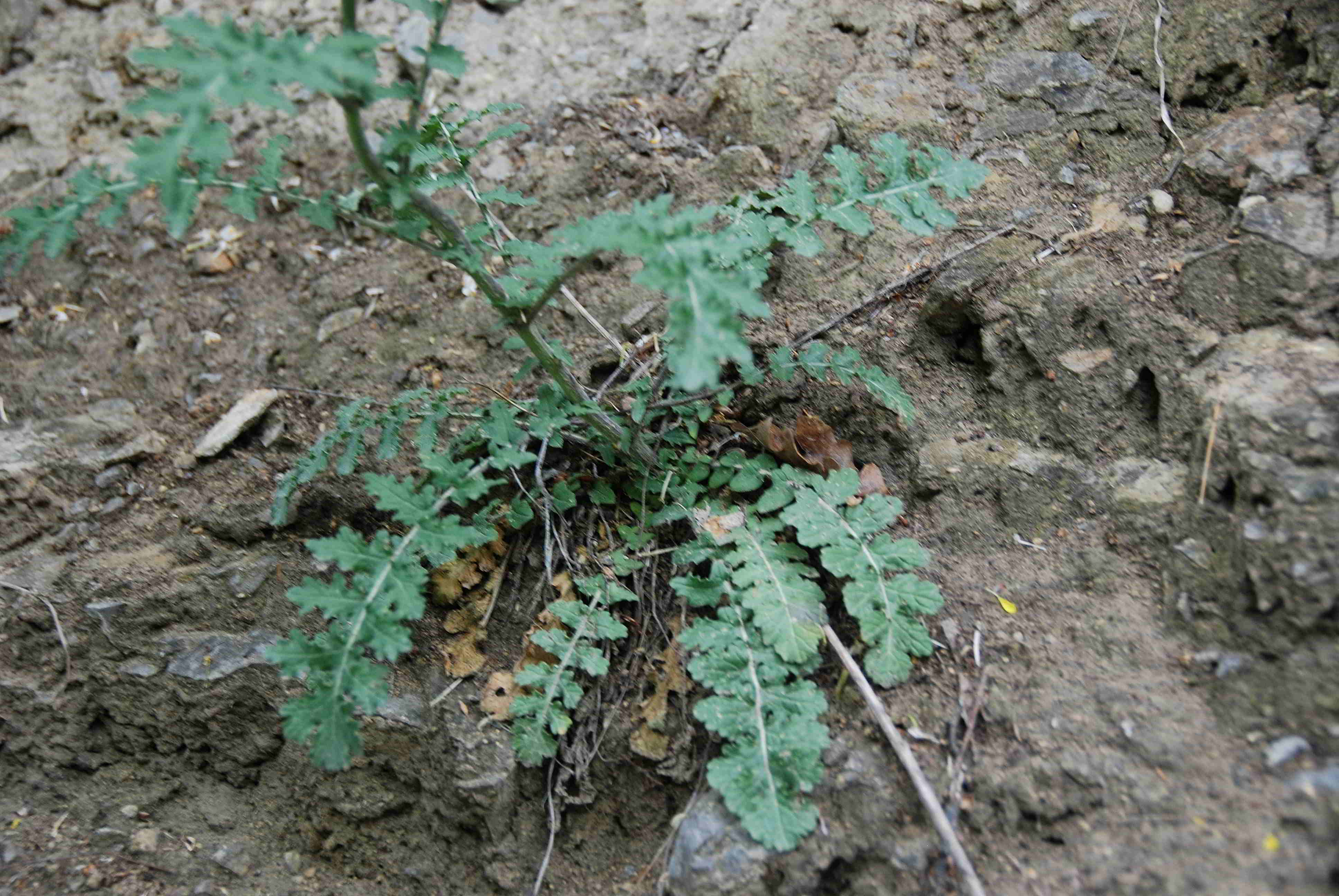 Kaltenleutgeben Flösslstbr-25052017-(2).JPG