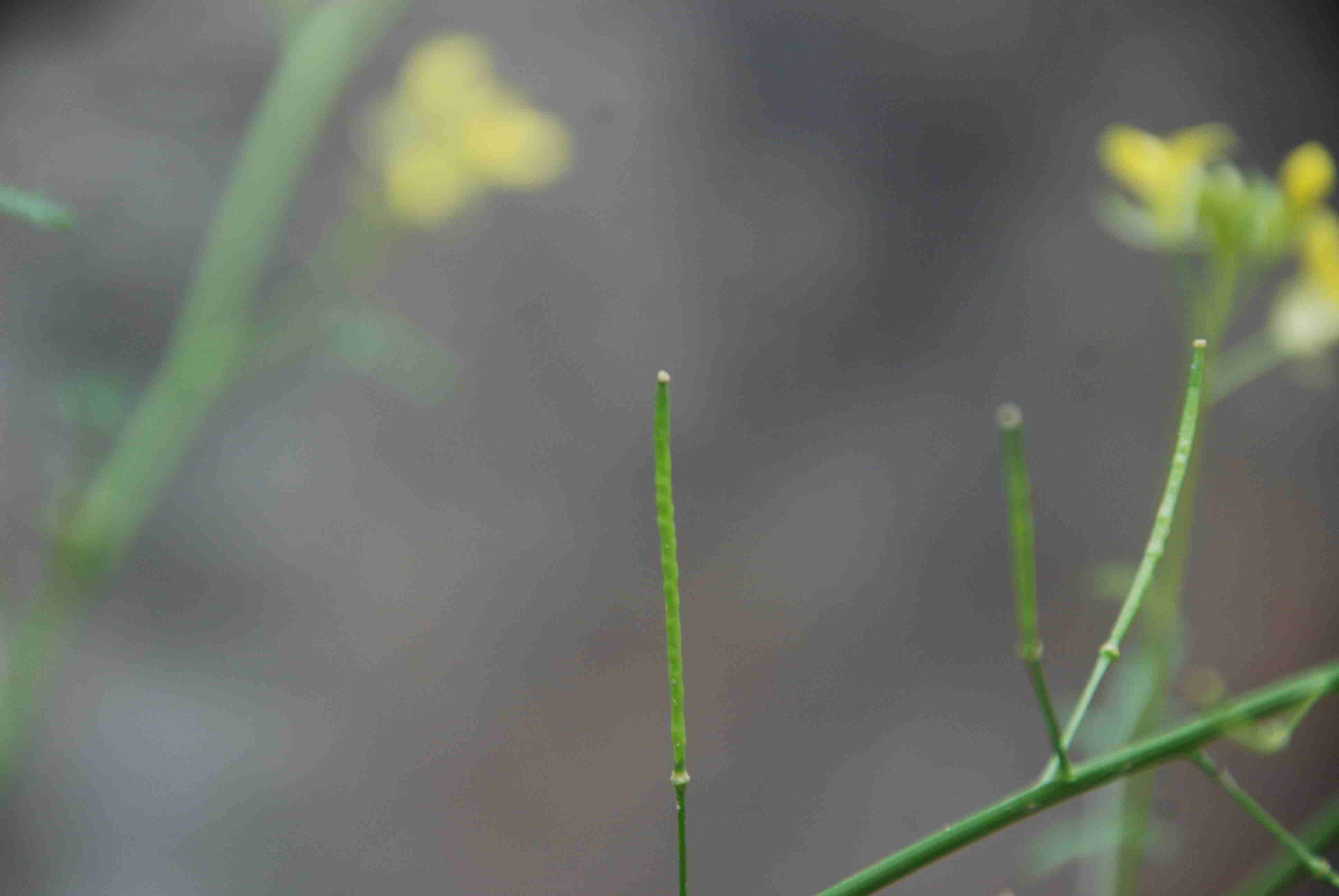 Kaltenleutgeben Flösslstbr-25052017-(4).JPG