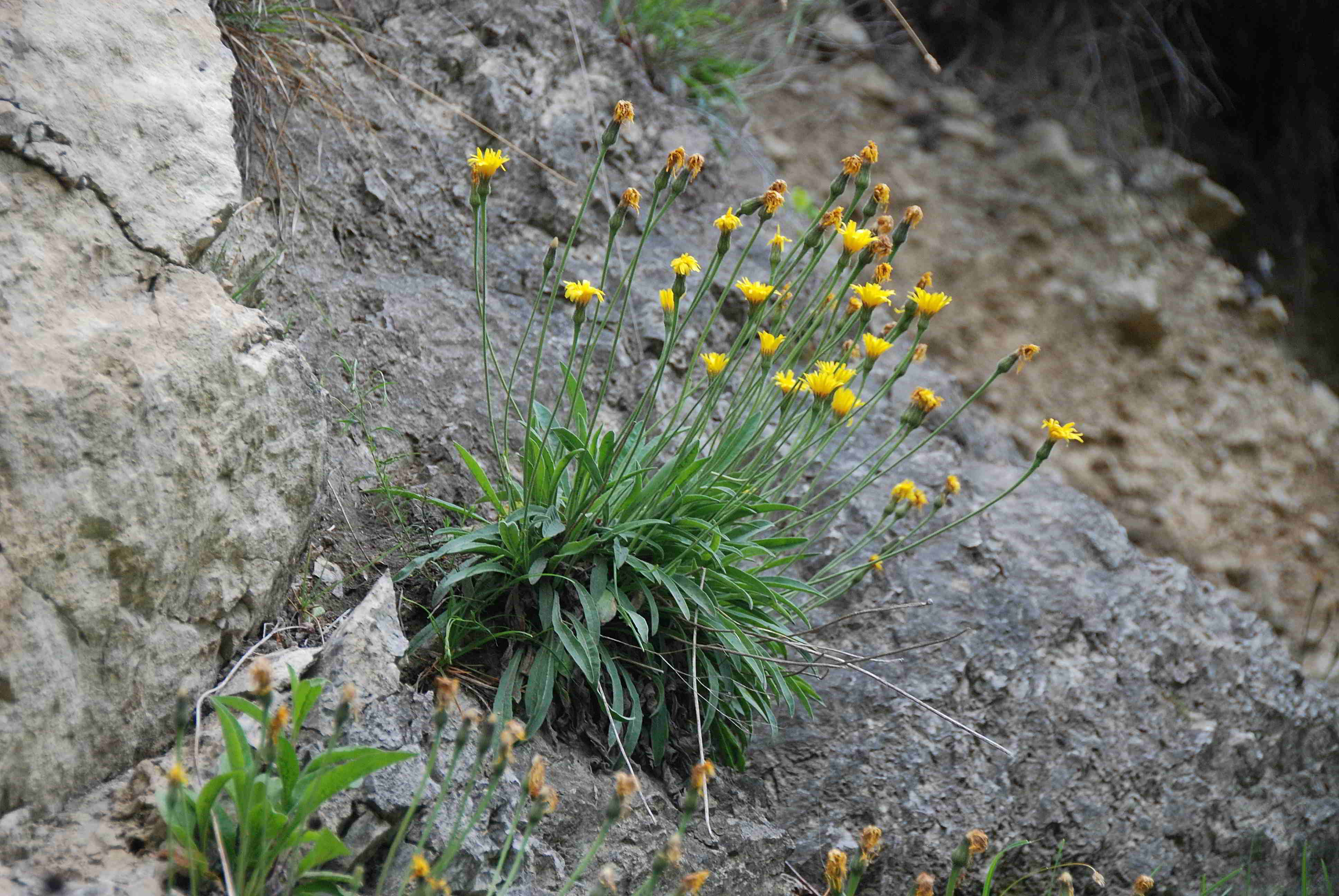Kaltenleutgenen-Flössl-25052017-2 (3).JPG