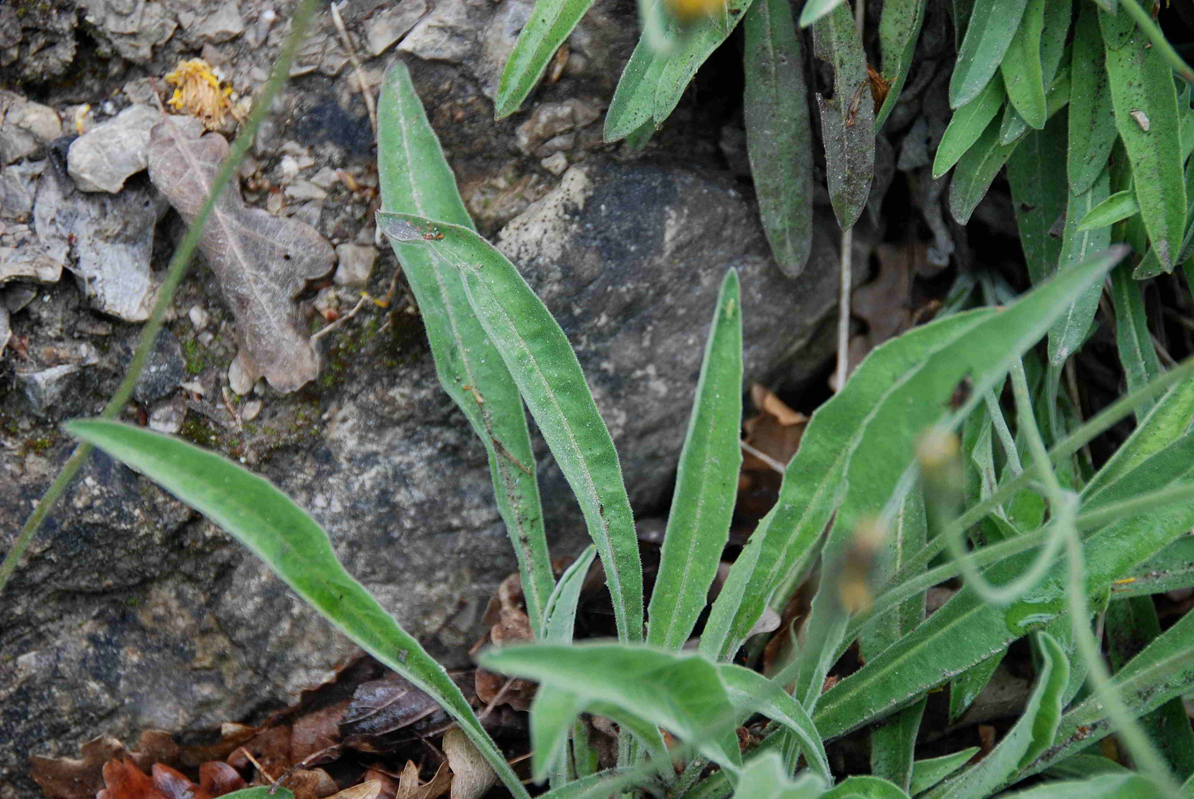 Kaltenleutgenen-Flössl-25052017-2 (2).JPG